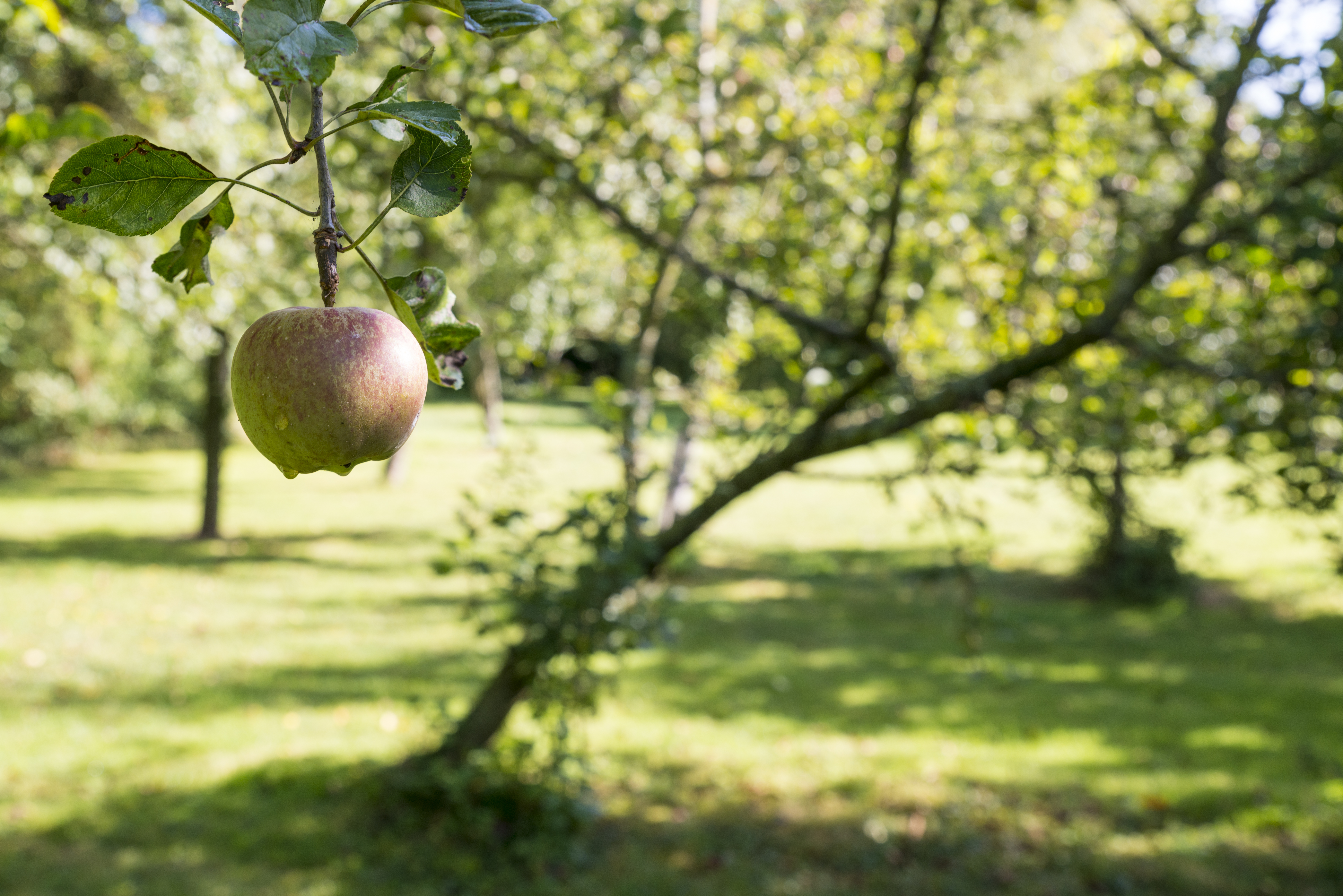 Pomme au gîte Verger de la Maulière